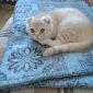 Вислоухий шотландский котенок объявление Продам уменьшенное изображение 1