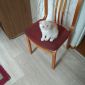 Вислоухий шотландский котенок объявление Продам уменьшенное изображение 3