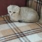 Вислоухий шотландский котенок объявление Продам уменьшенное изображение 5