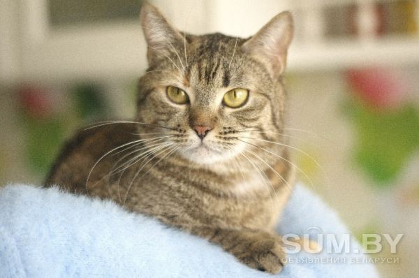 Маруся - кошка-счастье объявление Отдам даром уменьшенное изображение 