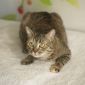Маруся - кошка-счастье объявление Отдам даром уменьшенное изображение 3