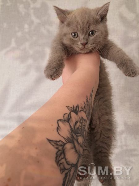 Британский котенок объявление Продам уменьшенное изображение 