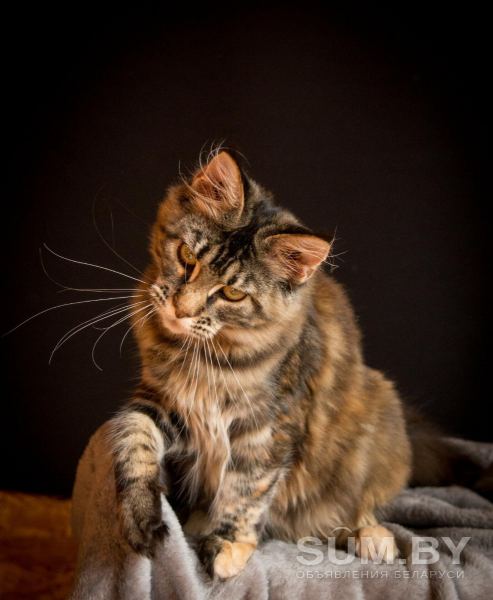Мейн кун котенок объявление Продам уменьшенное изображение 