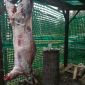 Свинина, баранина с личного подсобного хозяйства объявление Продам уменьшенное изображение 2