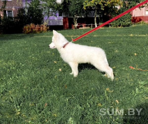 Белая швейцарская овчарка. Продаются щенки объявление Продам уменьшенное изображение 