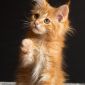 Мейн кун котенок объявление Продам уменьшенное изображение 1