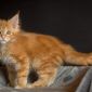 Мейн кун котенок объявление Продам уменьшенное изображение 2
