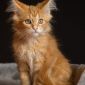 Мейн кун котенок объявление Продам уменьшенное изображение 3