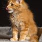 Мейн кун котенок объявление Продам уменьшенное изображение 4