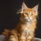 Мейн кун котенок объявление Продам уменьшенное изображение 5