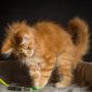 Мейн кун котенок объявление Продам уменьшенное изображение 6