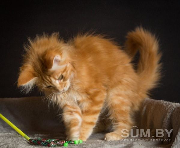 Мейн кун котенок объявление Продам уменьшенное изображение 