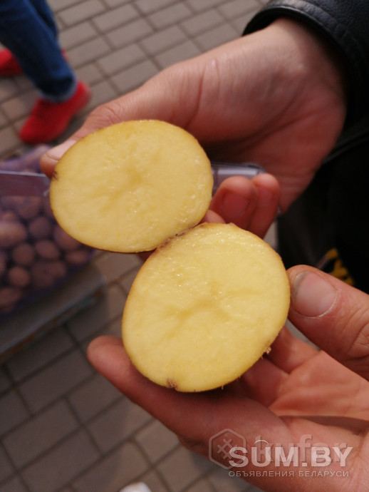 Продам картофель "бриз" в сетках объявление Продам уменьшенное изображение 