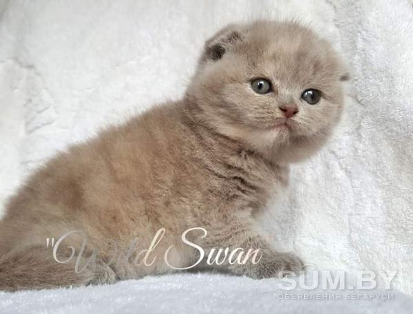Питомник бенгальских и шотландских кошек объявление Продам уменьшенное изображение 