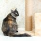 Кошка Корица ищет дом! объявление Отдам даром уменьшенное изображение 3