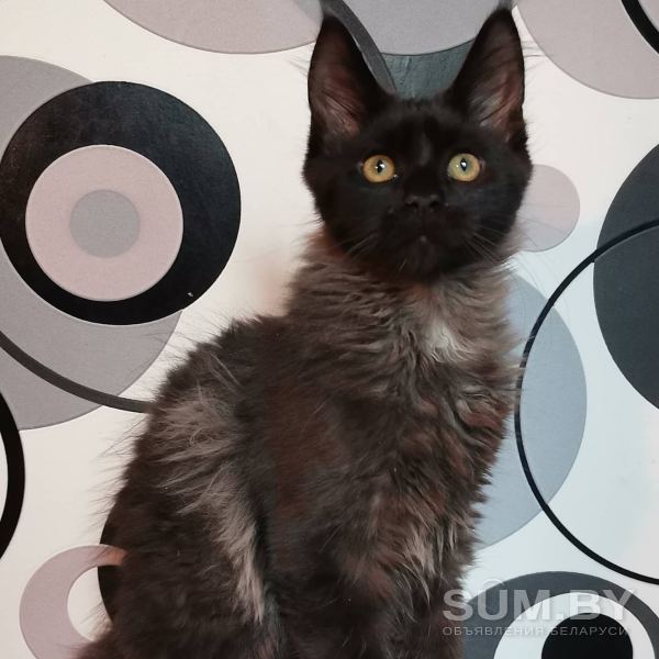 Котята Мейн-кун объявление Продам уменьшенное изображение 