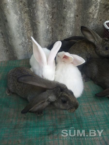 Кролики на племя объявление Продам уменьшенное изображение 
