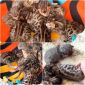 Бенгальский котенок кот и вязка объявление Продам уменьшенное изображение 2