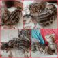 Бенгальский котенок кот и вязка объявление Продам уменьшенное изображение 3