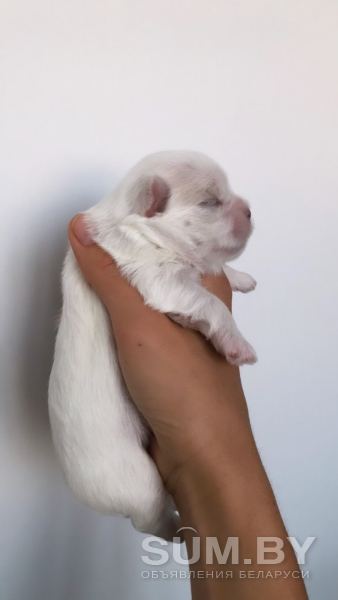 Продажа щенков мальтийской болонки объявление Продам уменьшенное изображение 