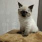 Котята породы сибирская невская маскарадная объявление Продам уменьшенное изображение 2