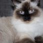 Котята породы сибирская невская маскарадная объявление Продам уменьшенное изображение 3