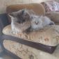 Котята породы сибирская невская маскарадная объявление Продам уменьшенное изображение 1