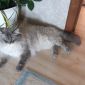 Котята породы сибирская невская маскарадная объявление Продам уменьшенное изображение 5