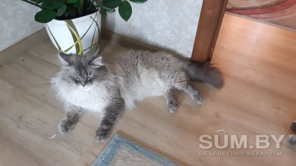 Котята породы сибирская невская маскарадная объявление Продам уменьшенное изображение 