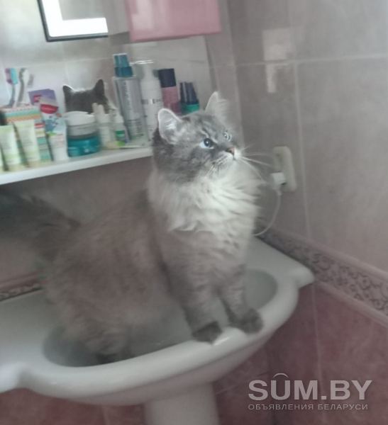 Котята породы сибирская невская маскарадная объявление Продам уменьшенное изображение 
