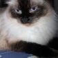 Котята породы сибирская невская маскарадная объявление Продам уменьшенное изображение 4