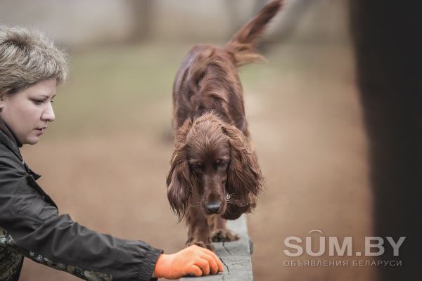 Научим Вас и Вашу собаку. Дрессировка собак в Минске объявление Услуга уменьшенное изображение 