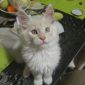 Продам котенка мейкуненка объявление Продам уменьшенное изображение 4