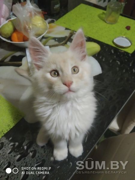 Продам котенка мейкуненка объявление Продам уменьшенное изображение 