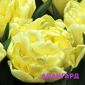 Голландские тюльпаны объявление Продам уменьшенное изображение 1