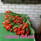 Голландские тюльпаны объявление Продам уменьшенное изображение 2