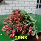 Голландские тюльпаны объявление Продам уменьшенное изображение 3