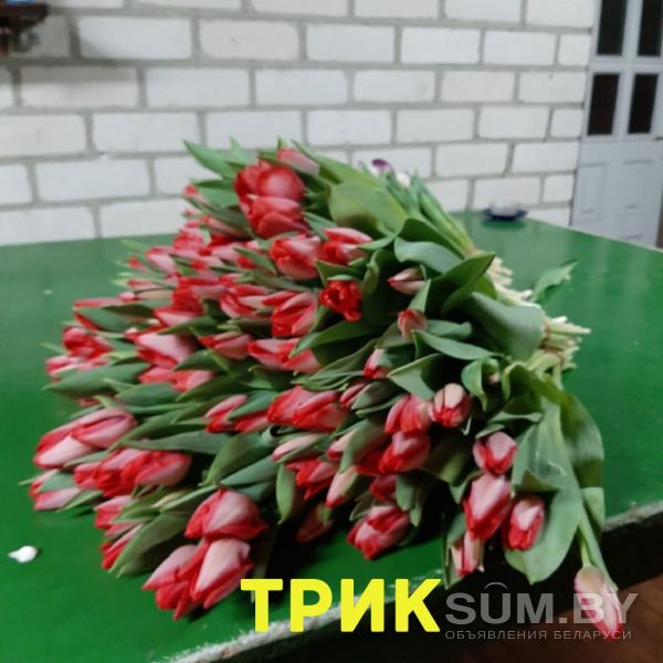 Голландские тюльпаны объявление Продам уменьшенное изображение 