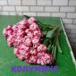 Голландские тюльпаны объявление Продам уменьшенное изображение 6