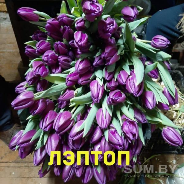 Голландские тюльпаны объявление Продам уменьшенное изображение 