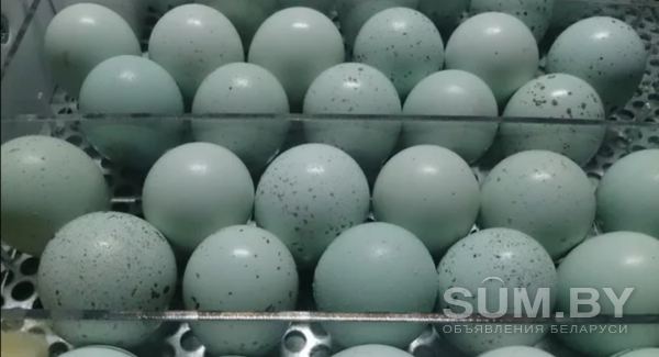 Инкубационное яйцо перепела объявление Продам уменьшенное изображение 