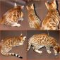 Бенгальские котята объявление Продам уменьшенное изображение 1