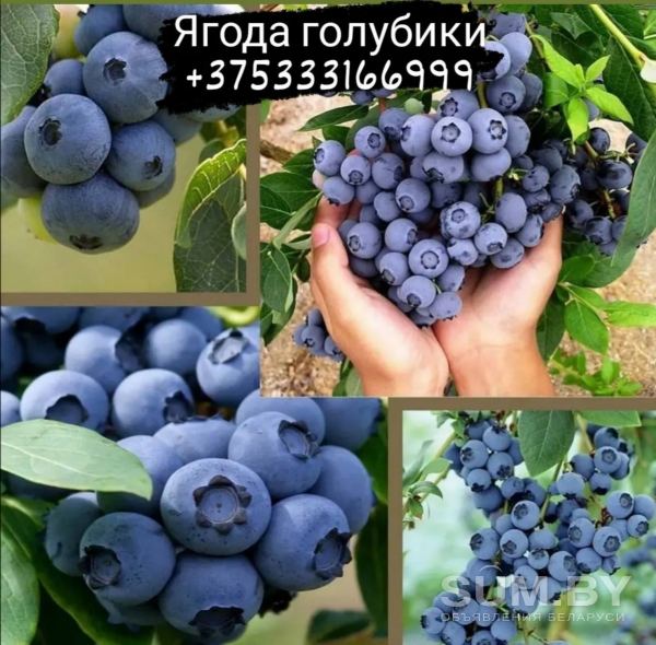 Голубика ягода Минск