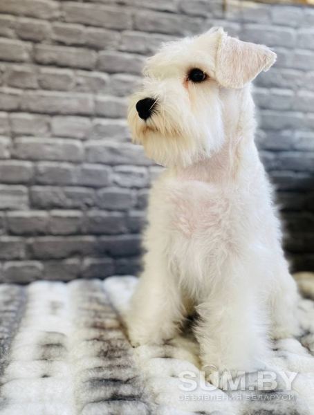 Милейший щенок белого цвергшнауцера объявление Продам уменьшенное изображение 
