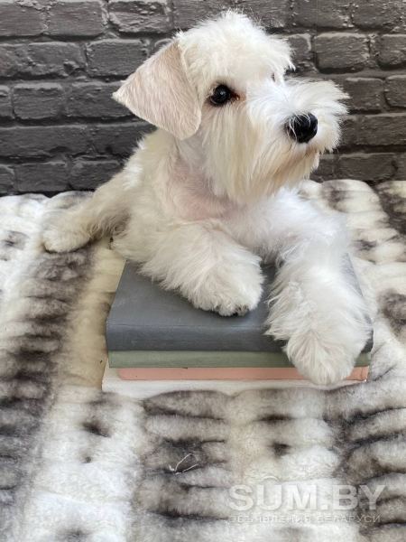 Милейший щенок белого цвергшнауцера объявление Продам уменьшенное изображение 