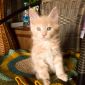 Котята мейн-кун объявление Продам уменьшенное изображение 4