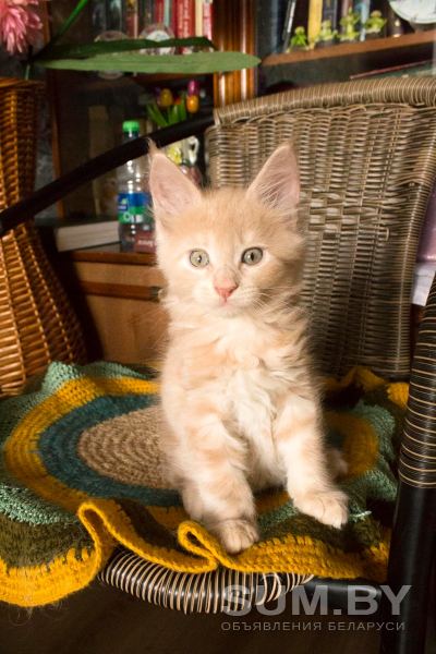 Котята мейн-кун объявление Продам уменьшенное изображение 