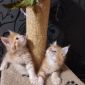 Котята Мейн кун объявление Продам уменьшенное изображение 1