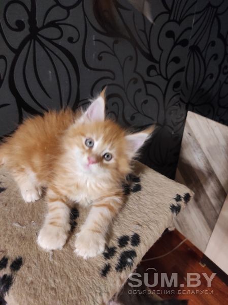 Котята Мейн кун объявление Продам уменьшенное изображение 