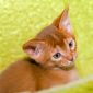 Абиссинские котята объявление Продам уменьшенное изображение 6